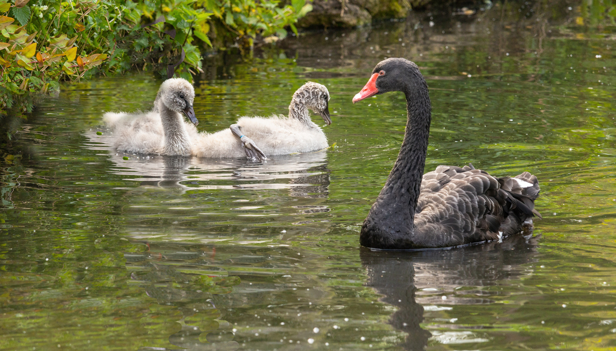 Swan with young